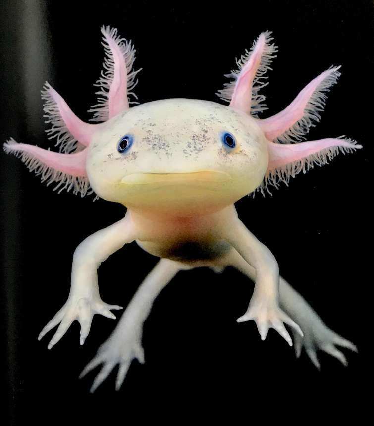 axolotl